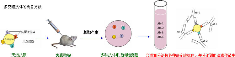 抗体制备