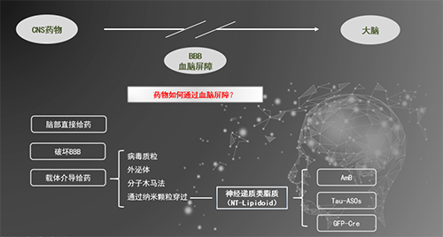 人工合成NT类脂质开放血脑屏障，为CNS药物打开新局面