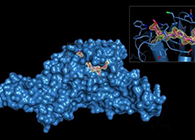 Science重磅！一种“分子剪刀”如何成为COVID-19药物的重要靶标？