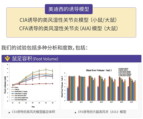 pp电子诱导的类风湿性关节炎模型