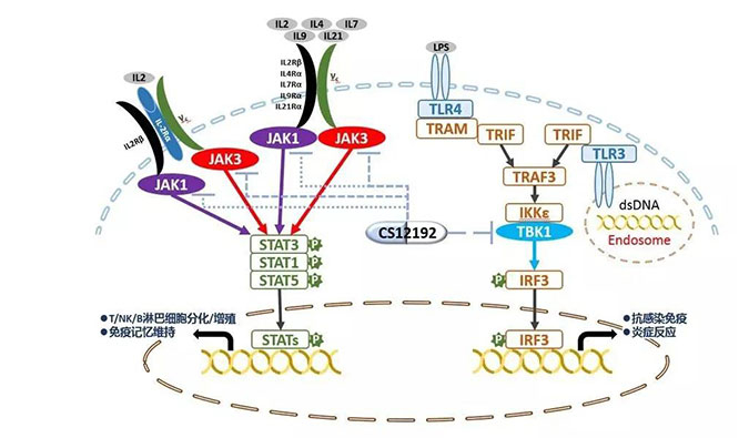 自身免疫疾病或迎新疗法！pp电子助力微芯生物CS12192获批FDA