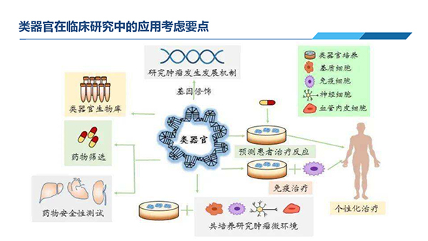 类器官在临床研究中应用考虑要点.jpg