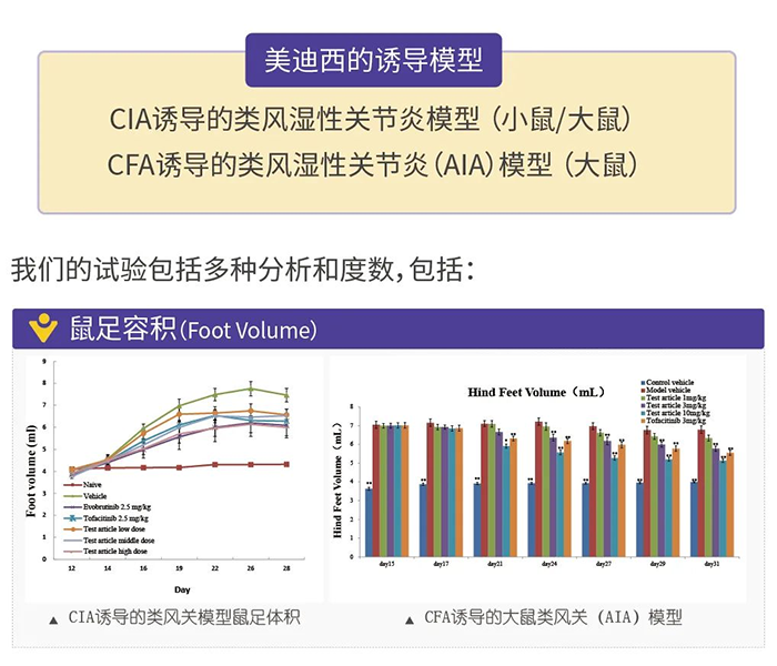 pp电子诱导的类风湿性关节炎模型-1.png