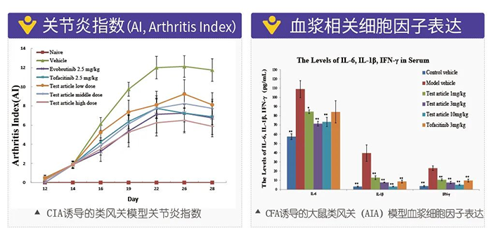 pp电子诱导的类风湿性关节炎模型-2.png