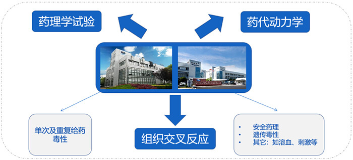 pp电子ADC药物研发服务内容.jpg