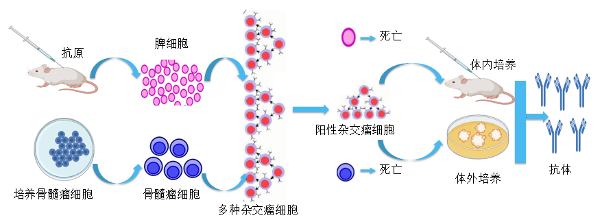 pp电子抗体开发平台.png