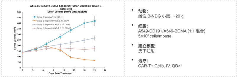 双特异性CAR-T药效研究：CD19-BCMA.jpg