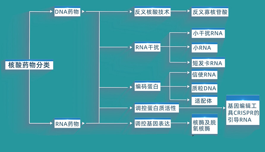 核酸药物的分类有哪些？