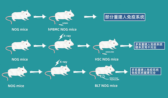 评价肿瘤药物的动物药效模型，你选对了吗.jpg