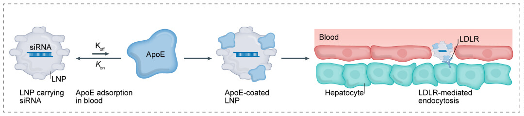 第一代：LNP+小核酸-→肝脏.jpg