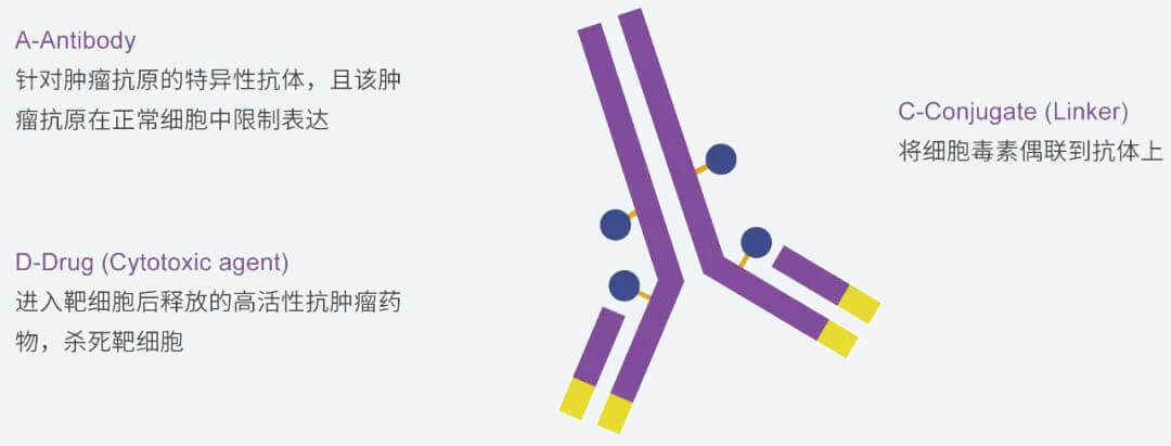 pp电子抗体药物偶联物（ADC）研发服务平台.jpg