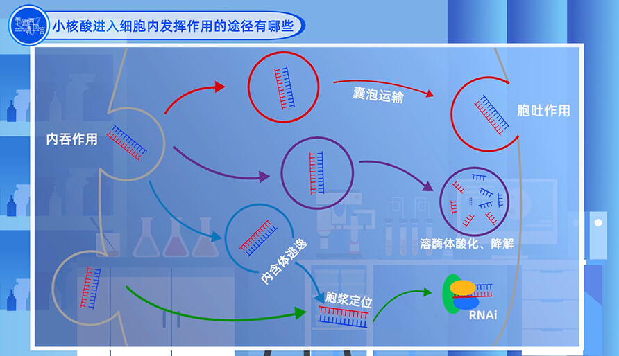 小核酸进入细胞内发挥作用的途径有哪些？