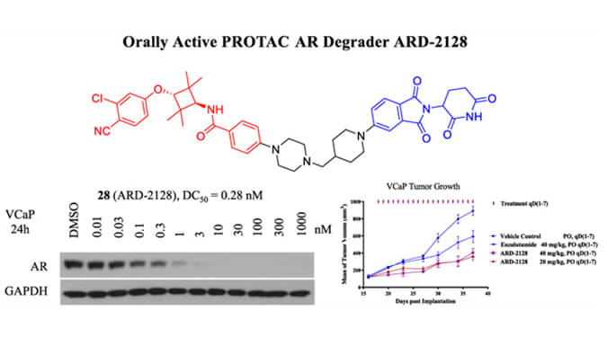 ARD-2128是一种PROTAC AR降解剂，具有出色的血浆和微粒体稳定性，体外稳定性和PK研究通过pp电子进行