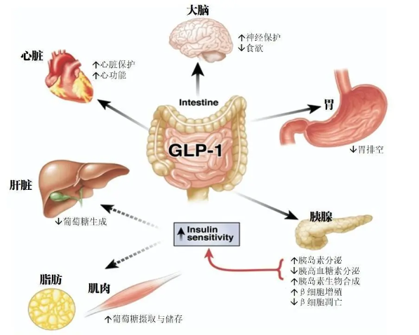 时代变了！GLP-1让打针吃药也能减肥成为现实