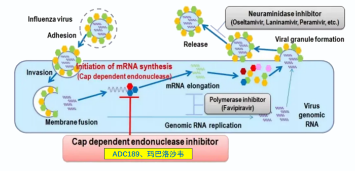 pp电子祝贺 | 可愈可及！成人青少年甲型乙型流感！安帝康生物一粒治愈流感新药玛氘诺沙韦——III期研究成功